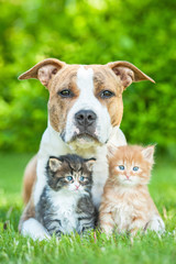 Wall Mural - American staffordshire terrier dog with two little kittens