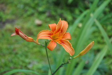 Orange thin lily in the garden with buds