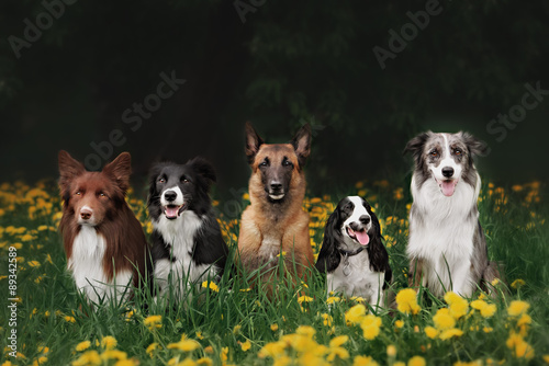 Photo four dogs sitting in the Park