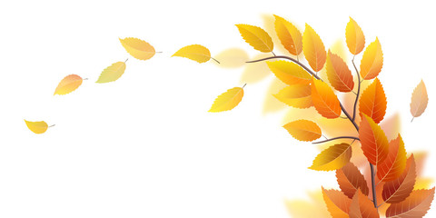 Wall Mural - autumn branch with leaves on white, vector illustration