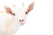 Portrait Of A Young Goat