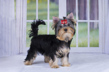 Yorkshire Terrier Puppy Playing In A Country House