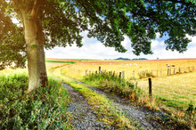 Summer Landscape With Country Road
