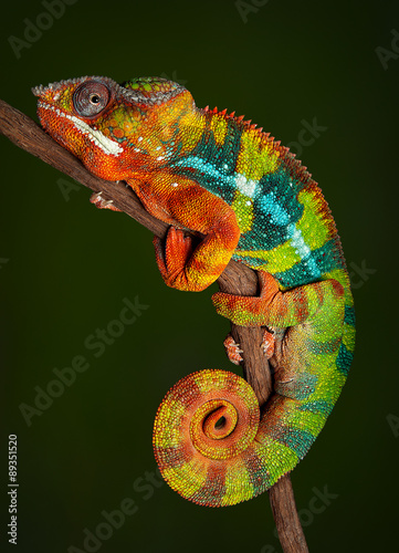 panther-chameleon-w-spoczynku