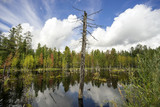 Fototapeta Natura - Dry tree trunk in forest lake.