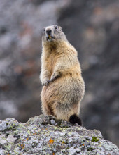 Standing Marmot #12
