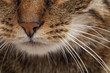 museau chat tigré