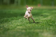 © otsphoto - adorable small puppy jumping on grass