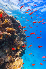 Underwater coral reef