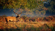 Red deer stag in morning sunlight