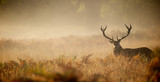 Fototapeta Las - Red deer stag silhouette in the mist