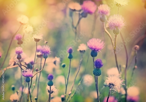 Naklejka na szybę Thistle - burdock (flower) lit by sunlight 