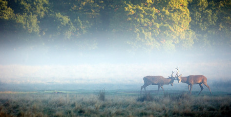 Wall Mural - two red stags sparing in the morning mist
