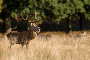 Wall Mural - red stag calling in the autumn