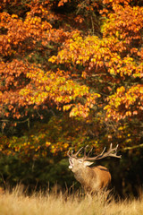 Wall Mural - red stag calling in the autumn