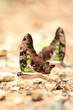 Beauty butterfly in Thailand.
