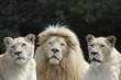 Weißes Löwenmännchen mit Löwinnen