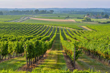 Wall Mural - Vineyard Sunrise - Landscape-Bordeaux Vineyard