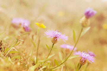 Wall Mural - Blurry Flower for Background