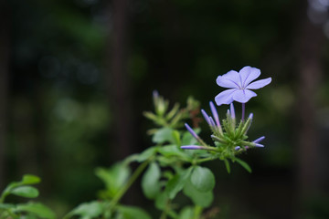 Beautiful purple flower among nature