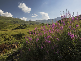 Fireweed in an alpine landscape, Schmalbättrige Weidenröschen (Epiobium angustifolium)