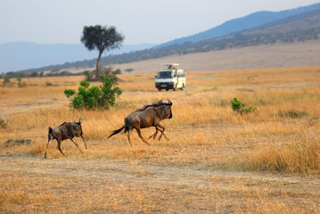 Wall Mural - masai mara, kenya