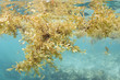 Sargassum seaweed floating underwater