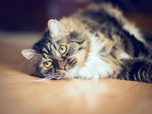 Fluffy Gray Cat Lying On The Wooden Floor In The Apartment