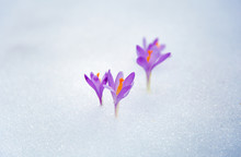 Crocuses In Snow, Purple Spring Flowers .