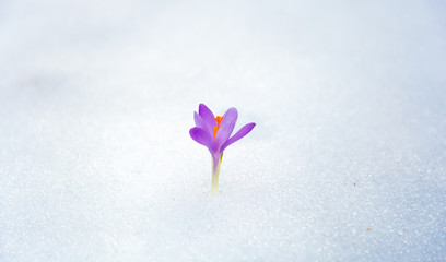 crocuses in snow, purple spring flower .