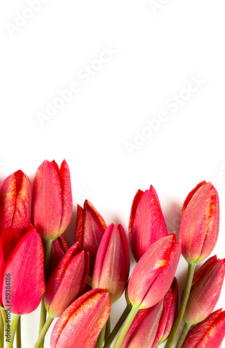 Naklejka - mata magnetyczna na lodówkę red tulips isolated on white