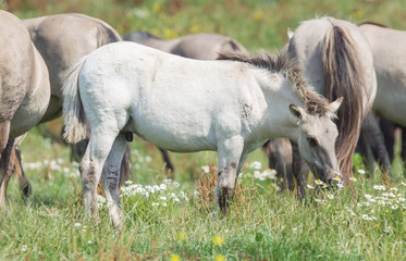 Konik foal with mature wild horses in the background