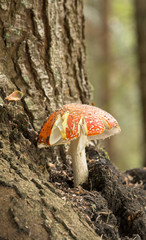 Sticker - Fly agaric, Amanita muscaria, poisonous fungus 