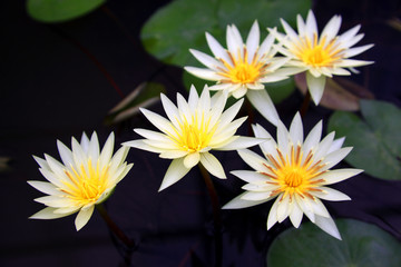 Wall Mural - Beautiful thai lotus flower in lotus Pond