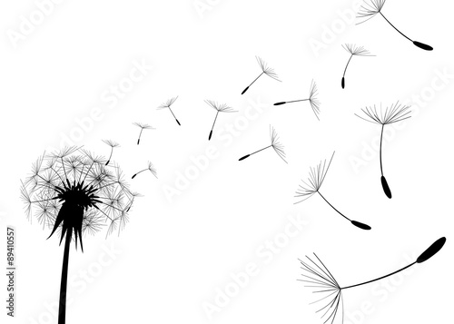 Pinturas sobre lienzo  Blow Dandelion on white background