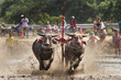 Buffalo on Mud running race