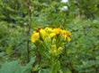 Yellow flowers on plant