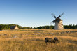 Schafe, Windmühle und Schafstall auf der Insel Fårö, Schweden