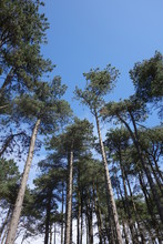 Tall Pine Trees