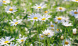 a field of daisies with daisies blurred in the background and focus on the front flowers.