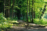 Fototapeta Natura - trail in the forest