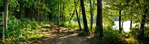 trail in the forest