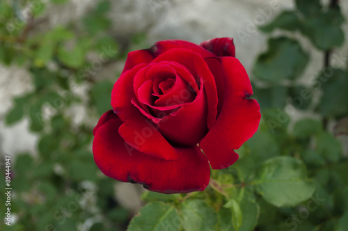 Rosa Rossa Aperta Buy This Stock Photo And Explore Similar Images At Adobe Stock Adobe Stock