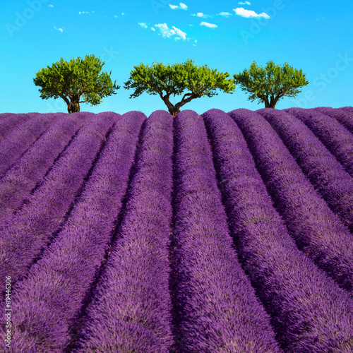 Naklejka ścienna Lavender and trees uphill. Provence, France