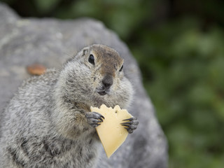 Gopher eating a piece of cheese