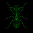 Ant. 3d style vector illustration for print tatto t-shirt.
