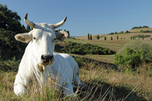 Closeup Of White Tuscan Cow On Pasture With Hills On The Backgro