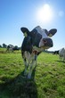 Holstein Frisian Milchkuh auf einer Weide, Gegenlichtaufnahme