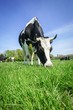 Holstein Frisian Milchkuh mit Hörnern grast auf einer grünen Wiese