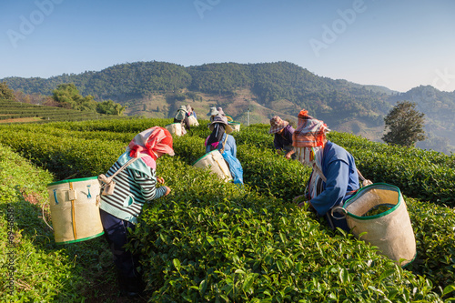 Fotografía Tea plantation at Chui Fong , Chiang Rai, Thailand.